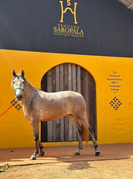 Yeguada Saropala